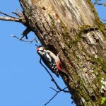 woodpecker